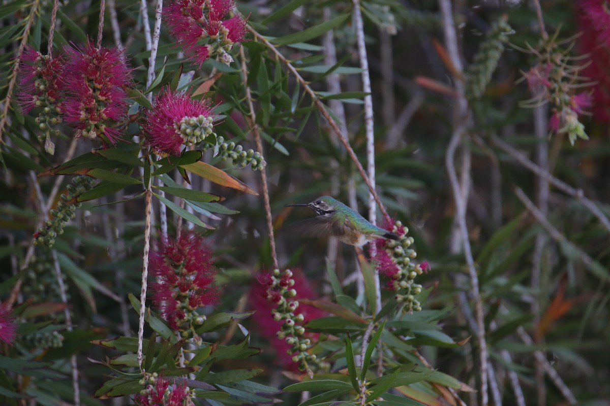 Calliope Hummingbird - ML616918522