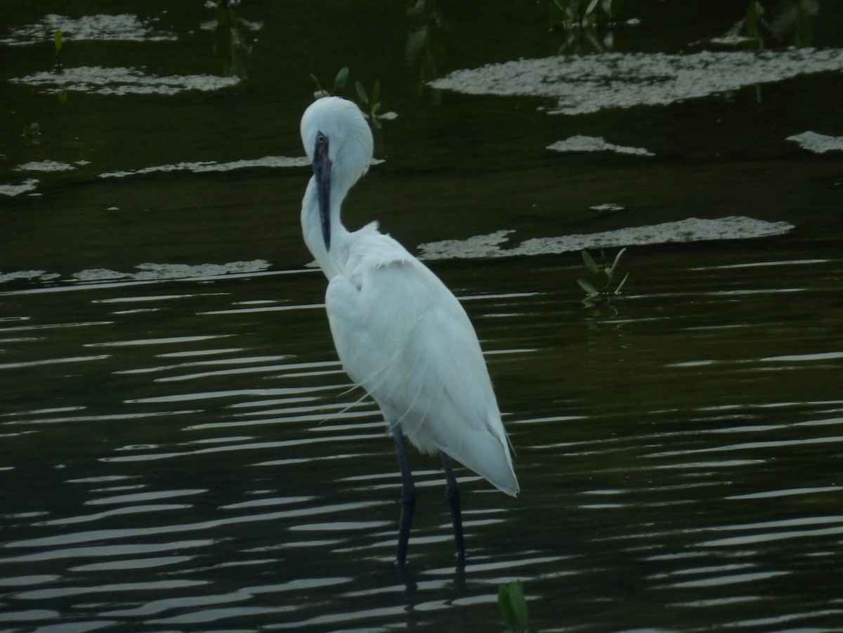 Reddish Egret - ML616918533