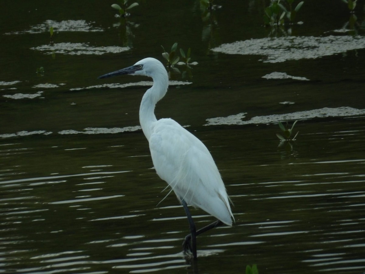 Reddish Egret - ML616918534