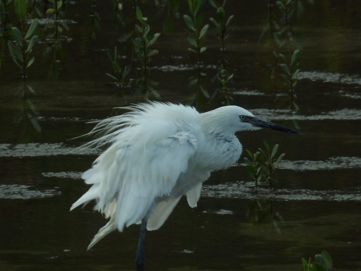 Reddish Egret - ML616918535