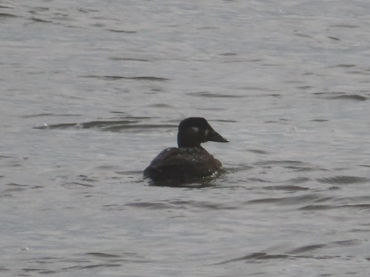 Surf Scoter - ML616918659