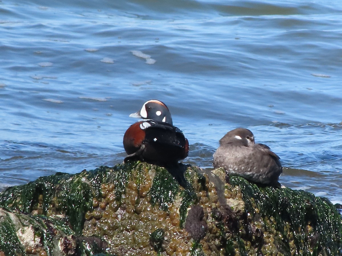 Harlequin Duck - Marla Rosenberg