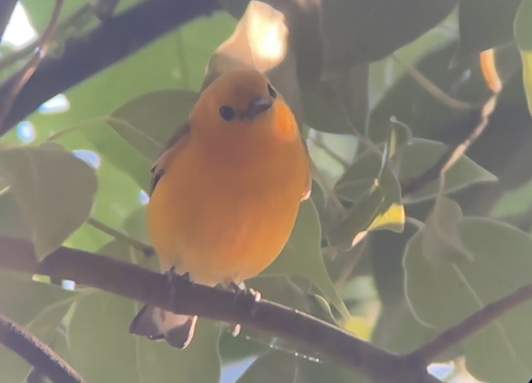 Prothonotary Warbler - ML616918671