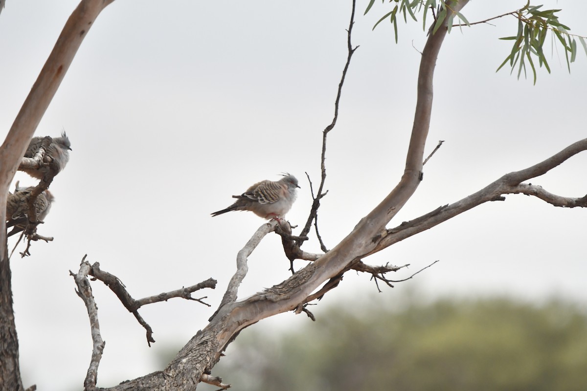 Crested Pigeon - ML616918675