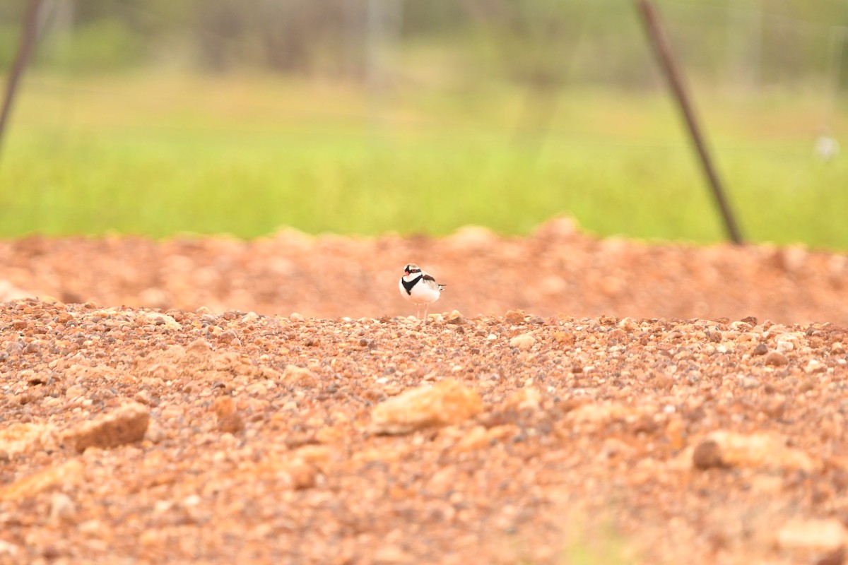 Black-fronted Dotterel - Bee Rollason