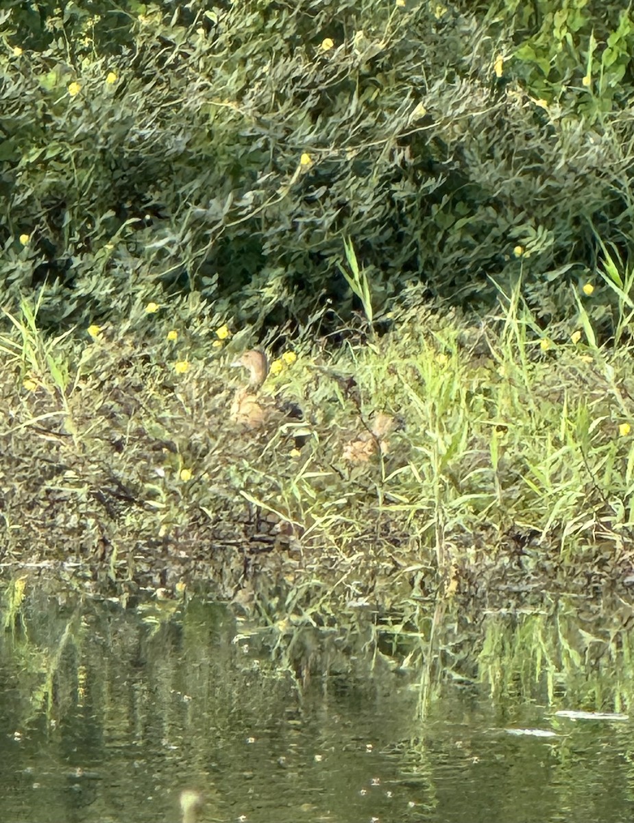 Lesser Whistling-Duck - Lor. Jerun Kid