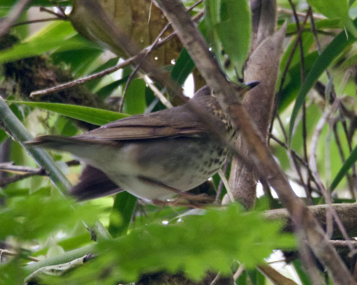 Swainson's Thrush - ML616918727