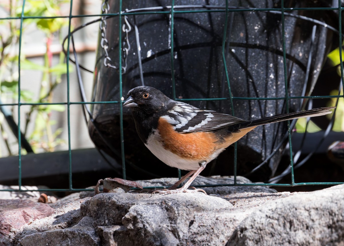 Spotted Towhee - ML616918740