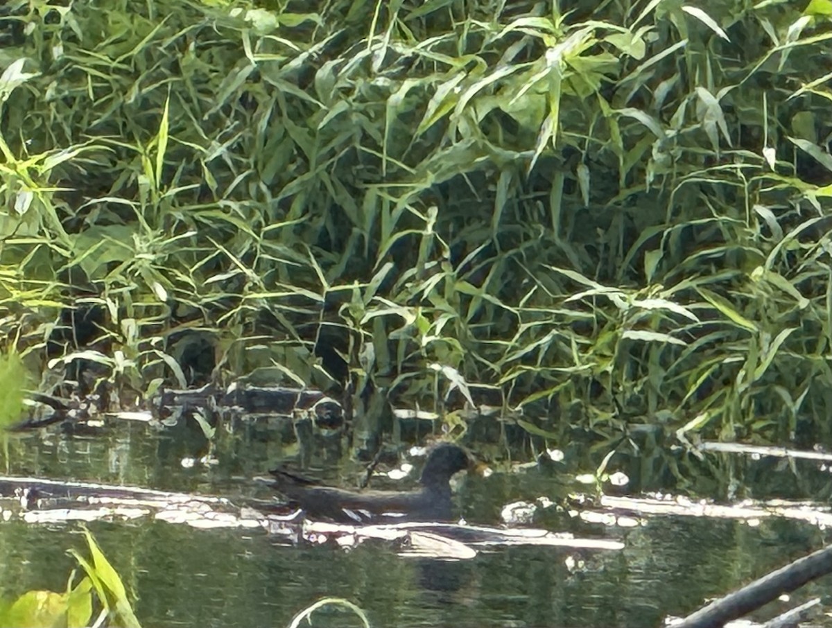 Eurasian Moorhen - Lor. Jerun Kid