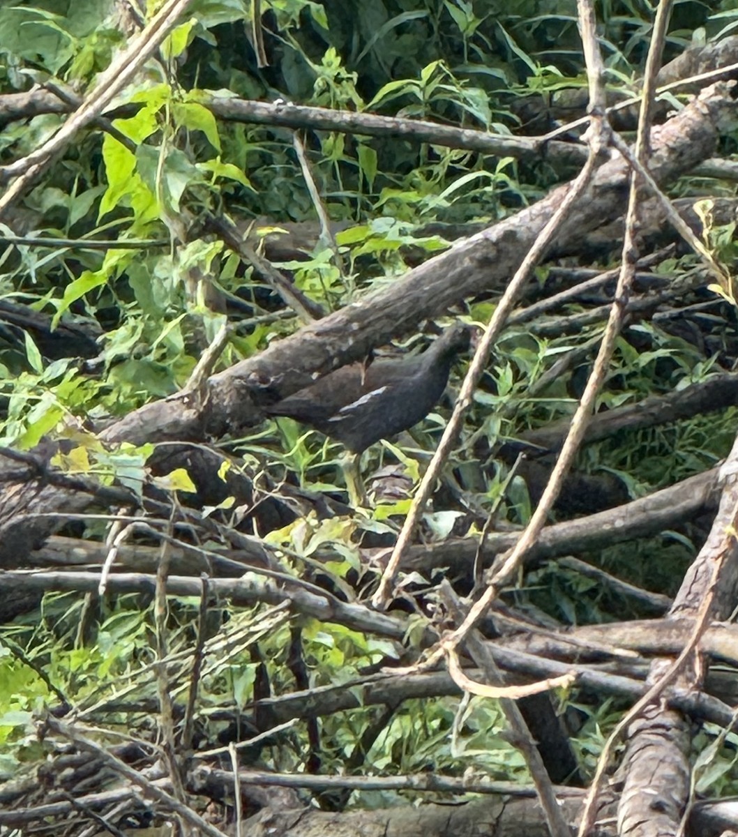 Eurasian Moorhen - Lor. Jerun Kid