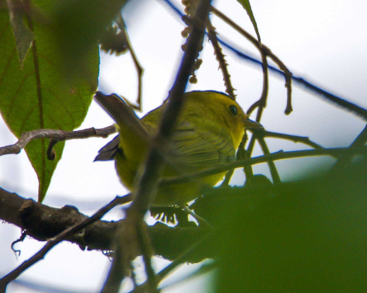 Wilson's Warbler - Larry Waddell