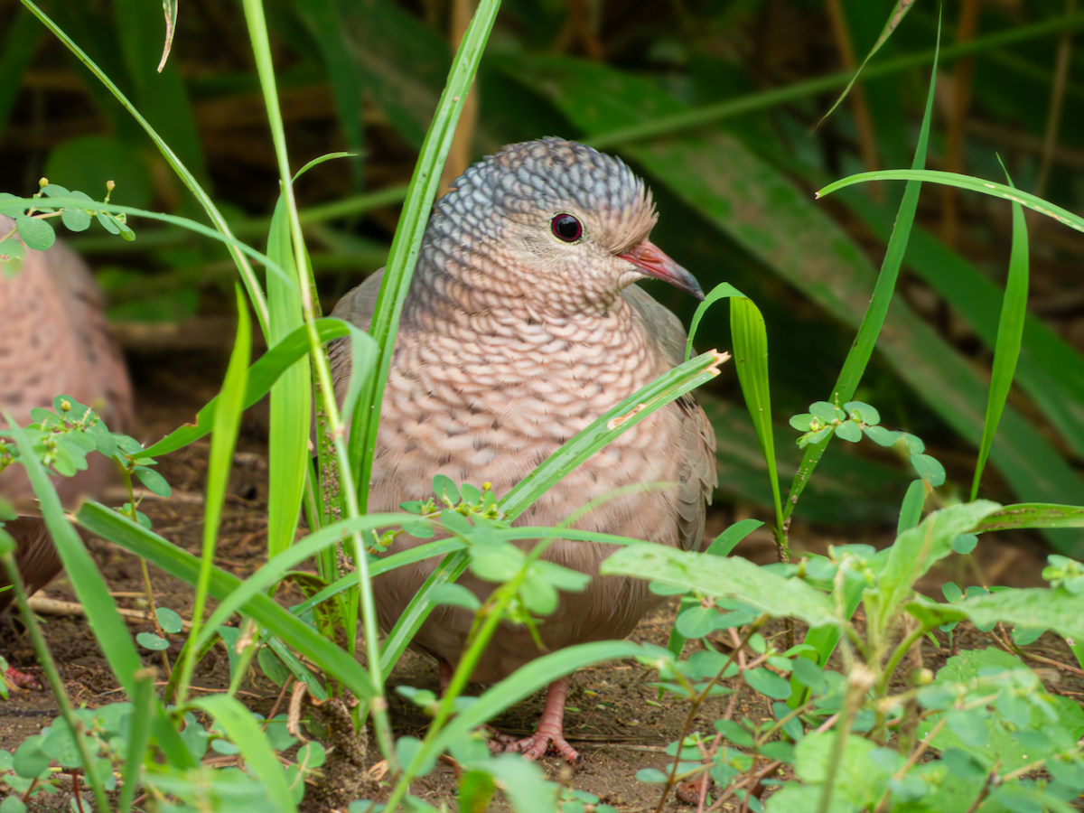 Common Ground Dove - ML616918753