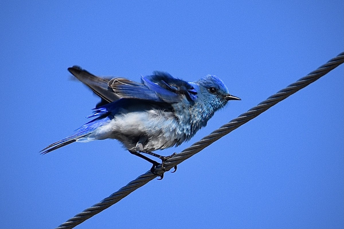 Mountain Bluebird - ML616918764