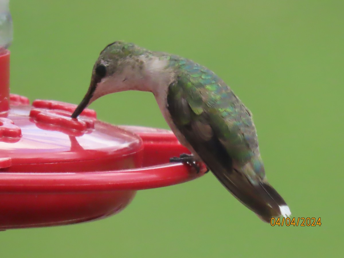 Ruby-throated Hummingbird - ML616918778