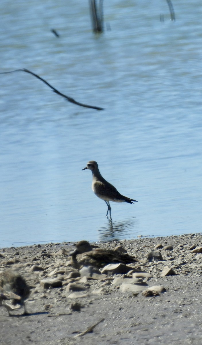 American Golden-Plover - Christopher Daniels