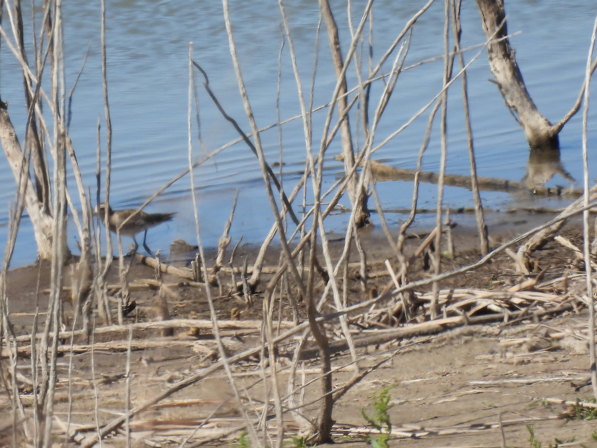 American Golden-Plover - ML616918813