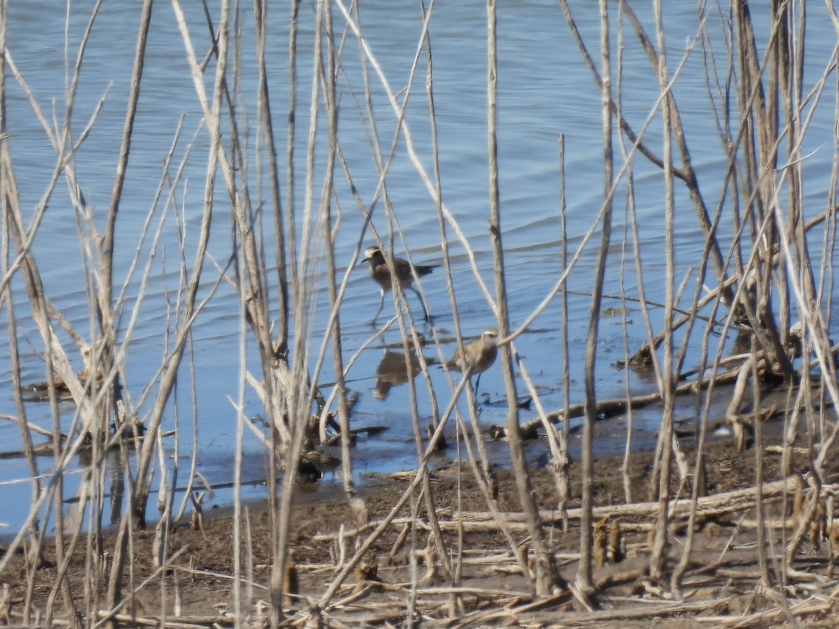 American Golden-Plover - ML616918814