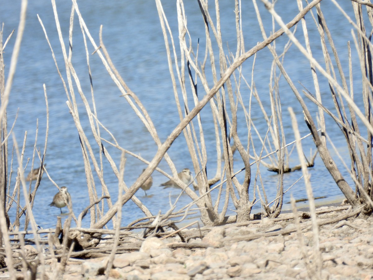 American Golden-Plover - ML616918816