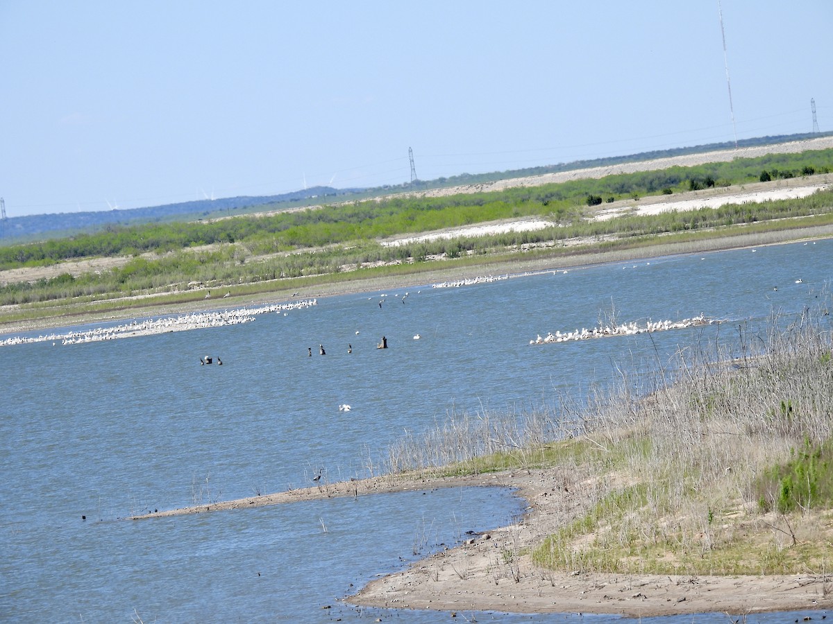 American White Pelican - ML616918894