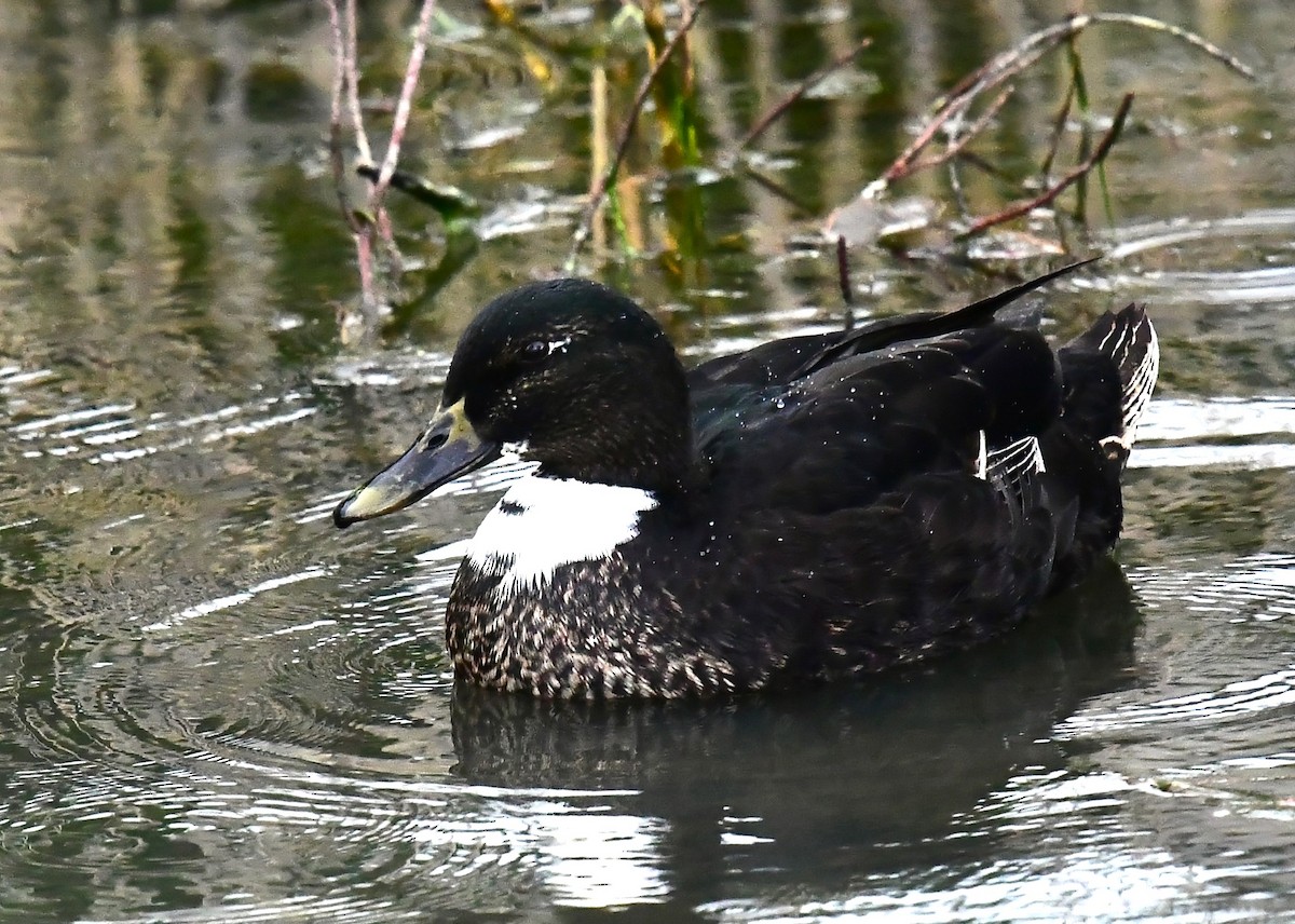 Mallard/American Black Duck - ML616918912