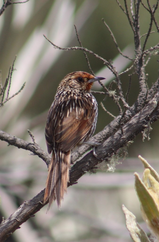 Many-striped Canastero - Deborah  Hansen