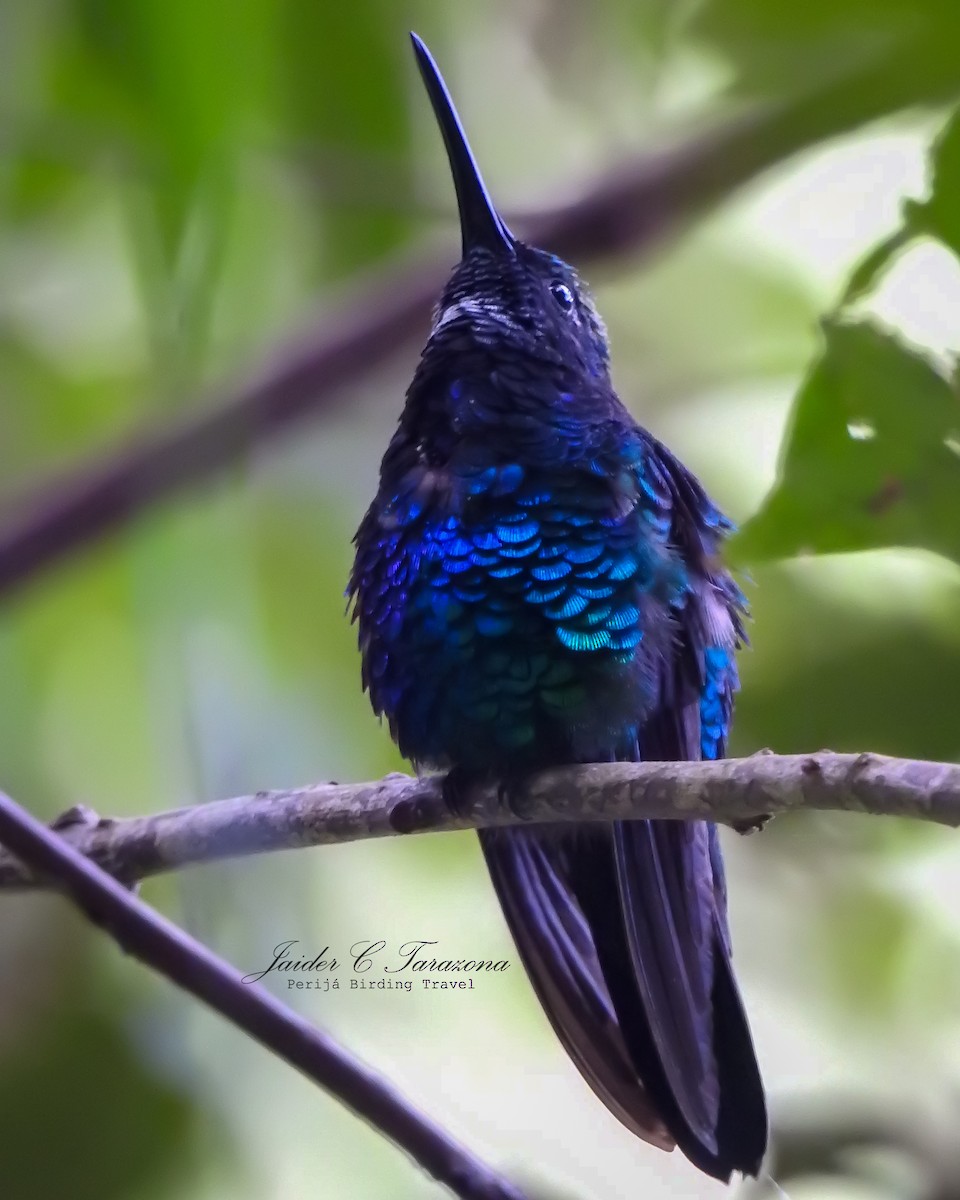 Colibrí de Santa Marta - ML616918936