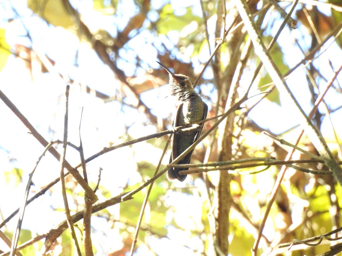 Colibrí de Santa Marta - ML616918948