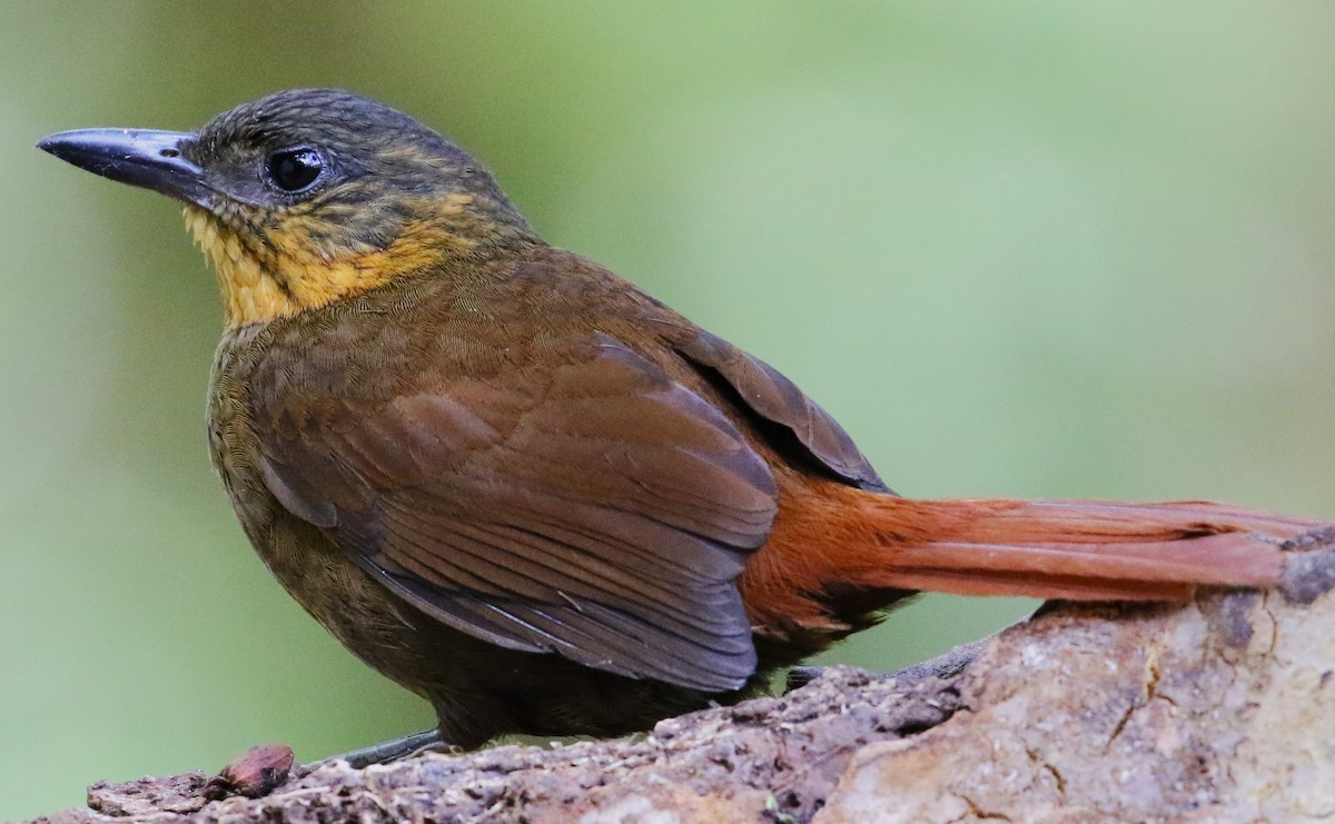 Streak-breasted Treehunter - Chris Conard