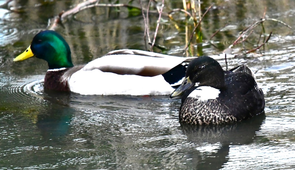 Mallard/American Black Duck - ML616918956
