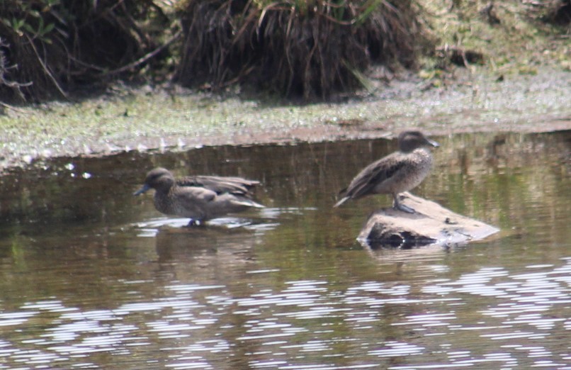 Andean Teal - Deborah  Hansen