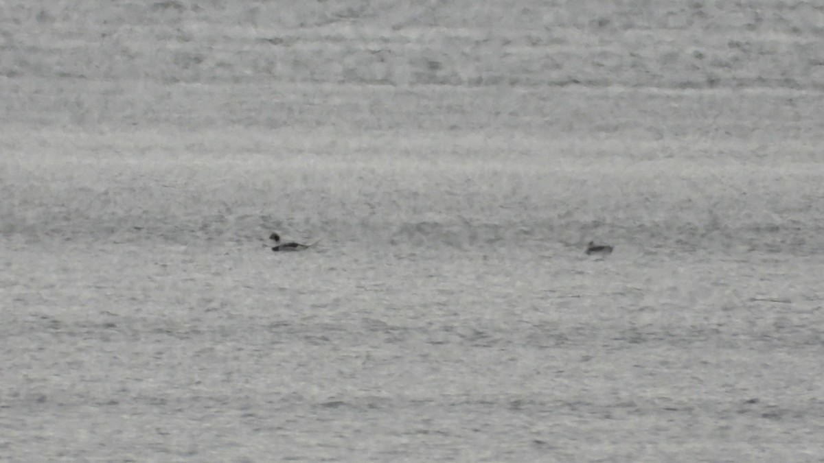 Long-tailed Duck - ML616919060