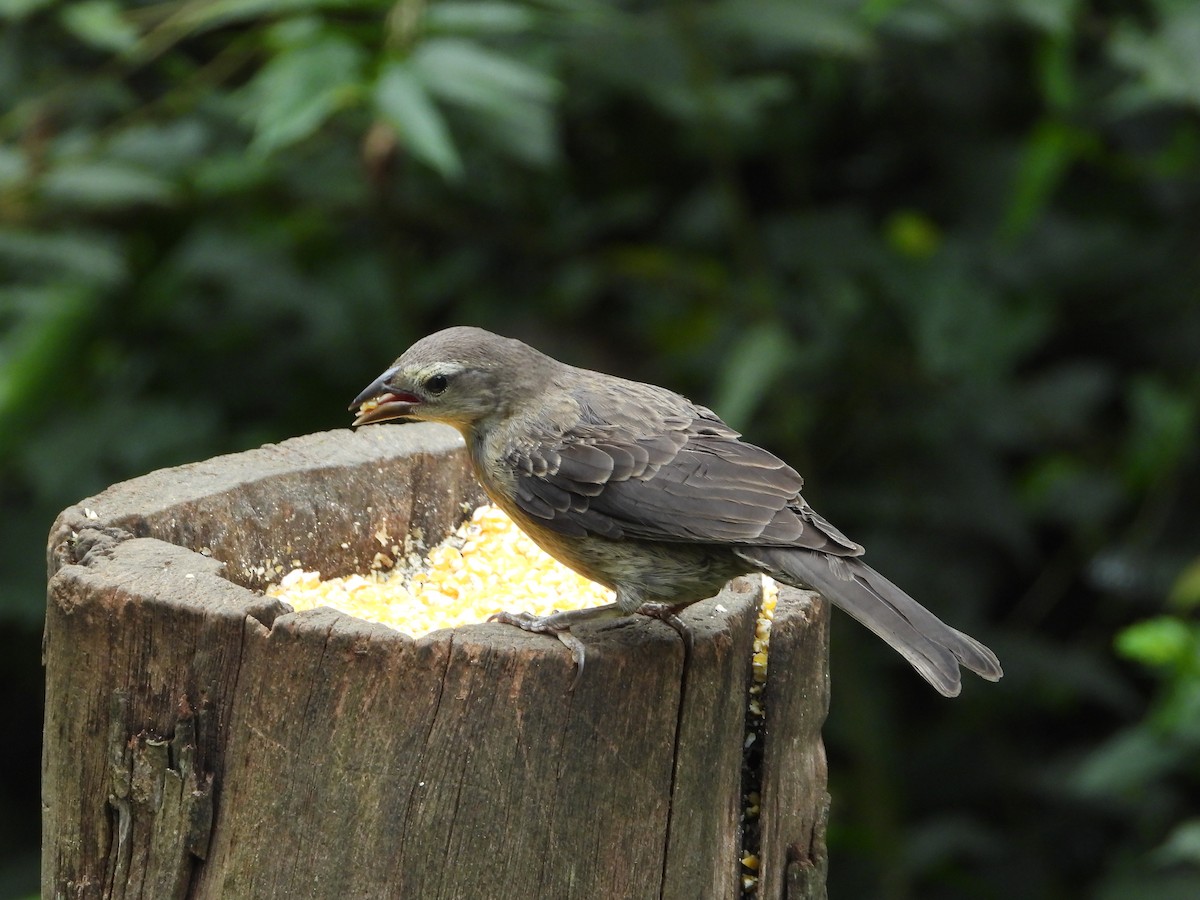 Shiny Cowbird - ML616919064