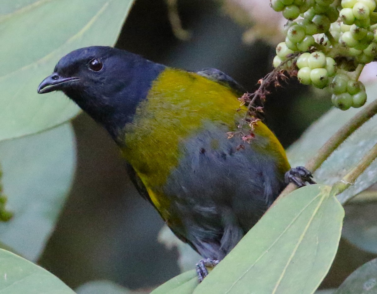 Black-and-yellow Silky-flycatcher - Chris Conard