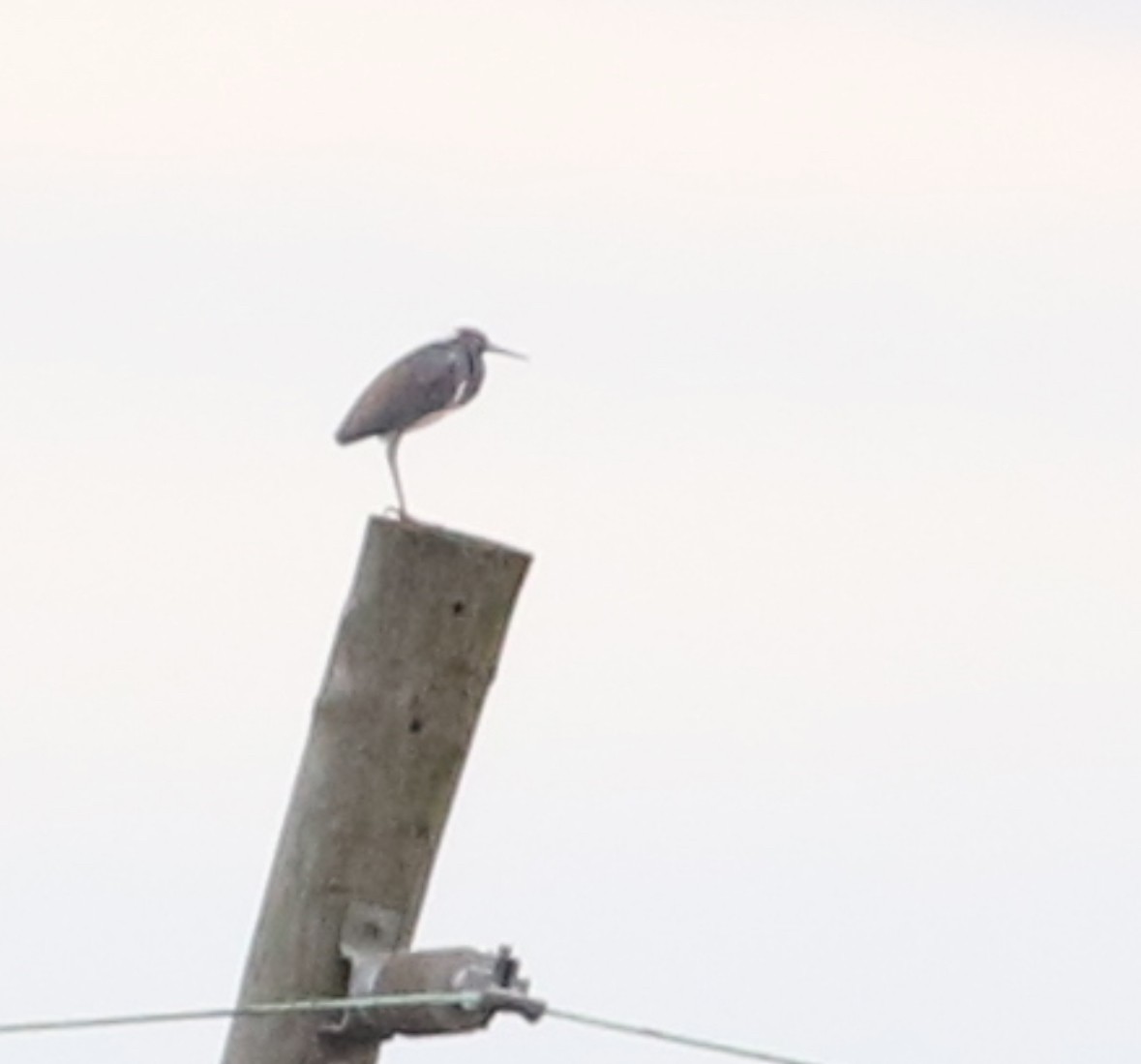 Tricolored Heron - Anthony V. Ciancimino