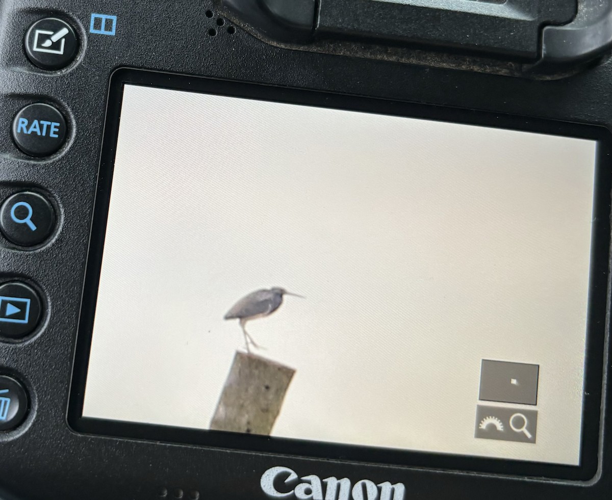 Tricolored Heron - ML616919089