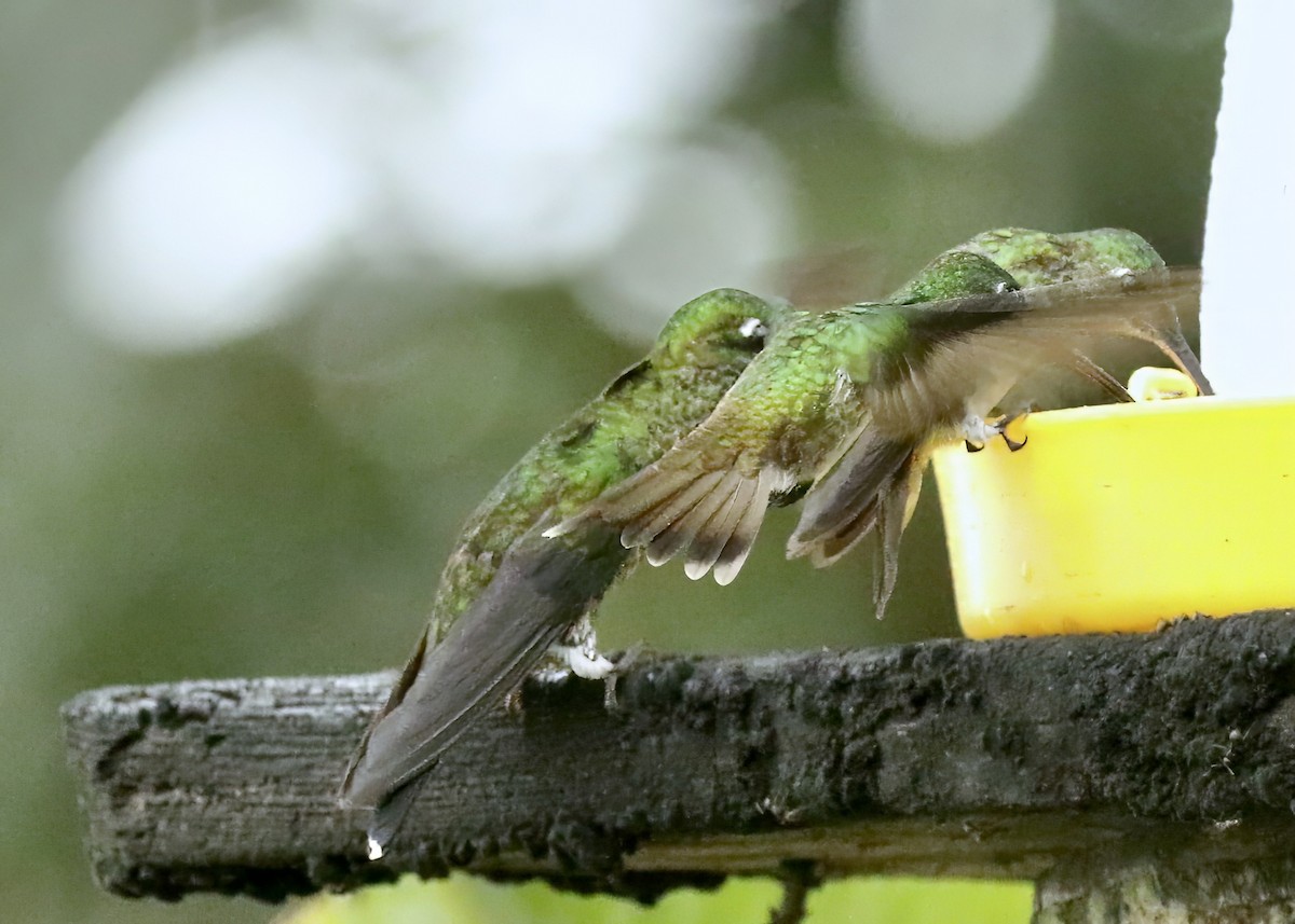 Andean Emerald - Katrina Moilanen