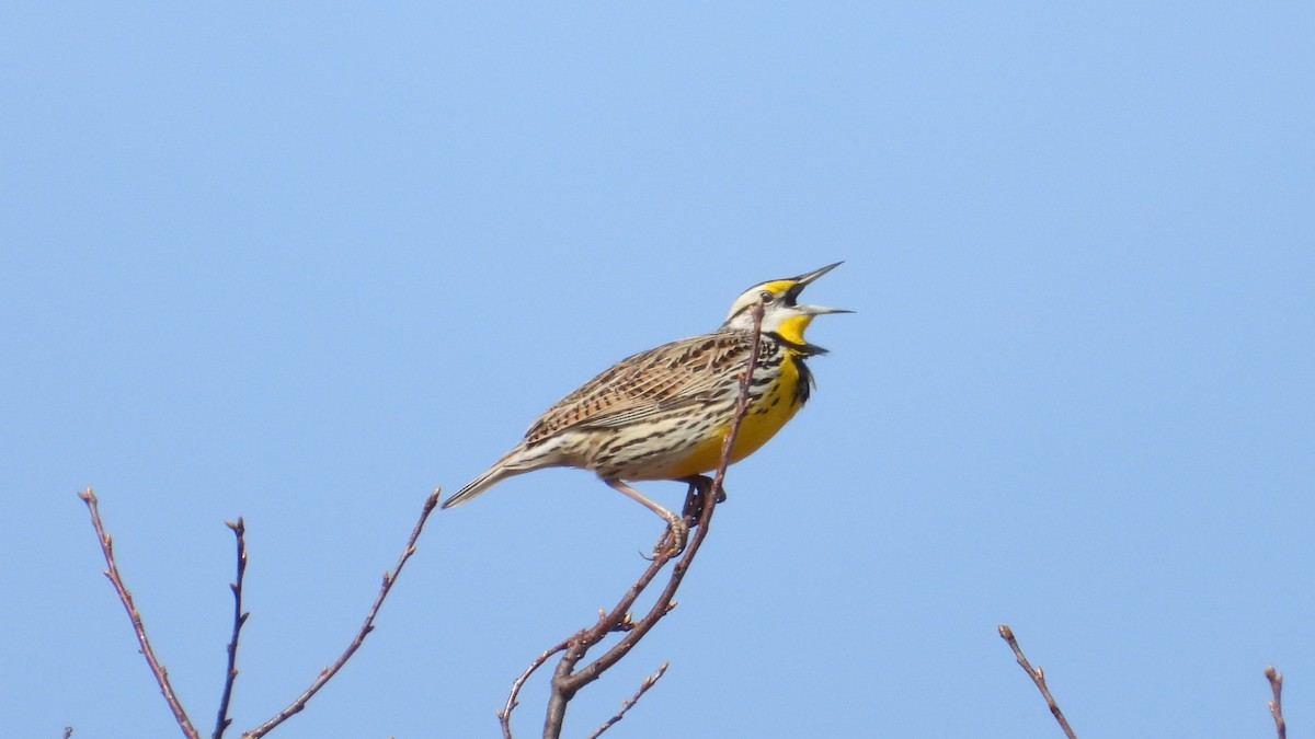 Eastern Meadowlark - ML616919104