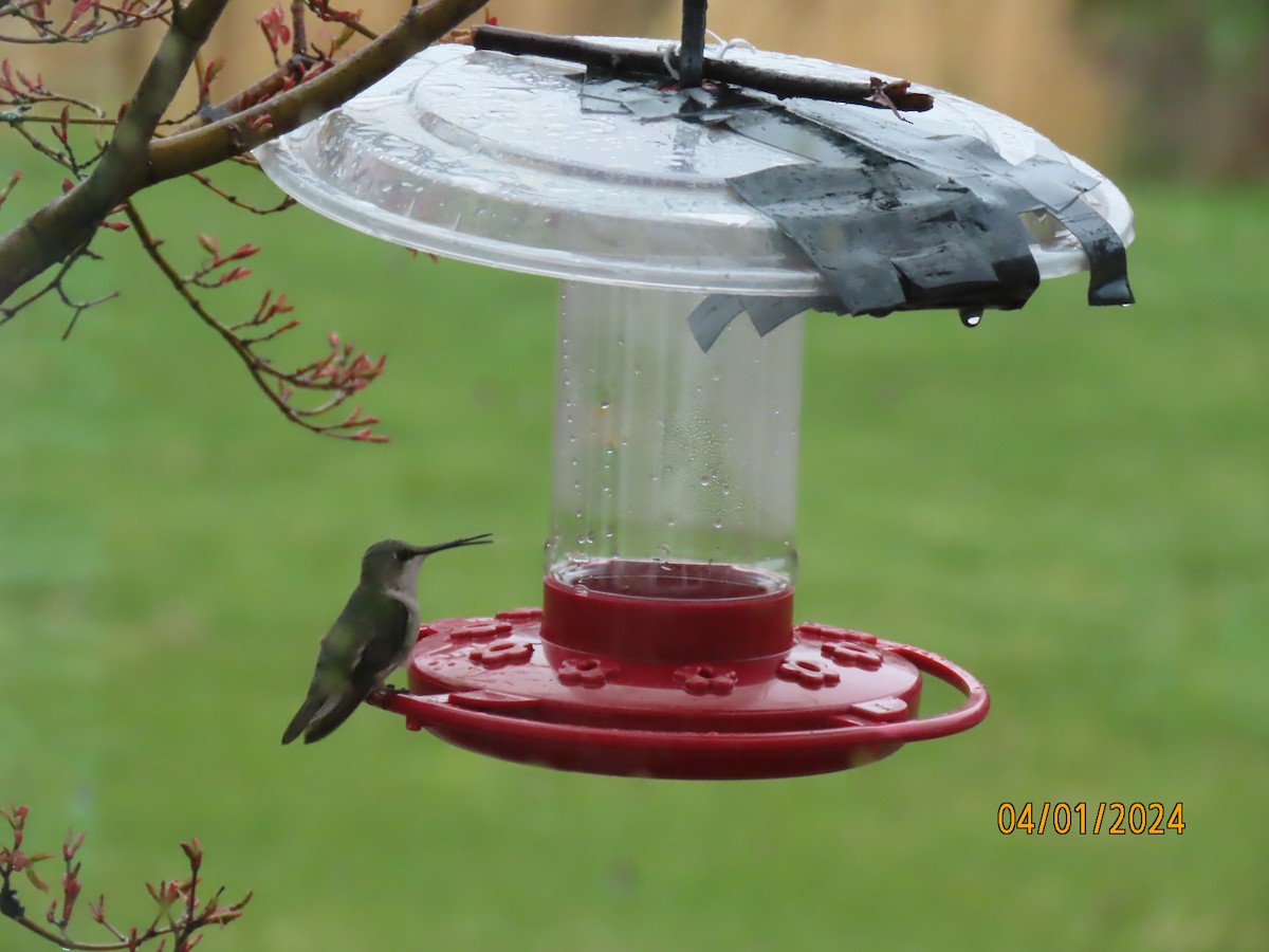 Ruby-throated Hummingbird - ML616919108