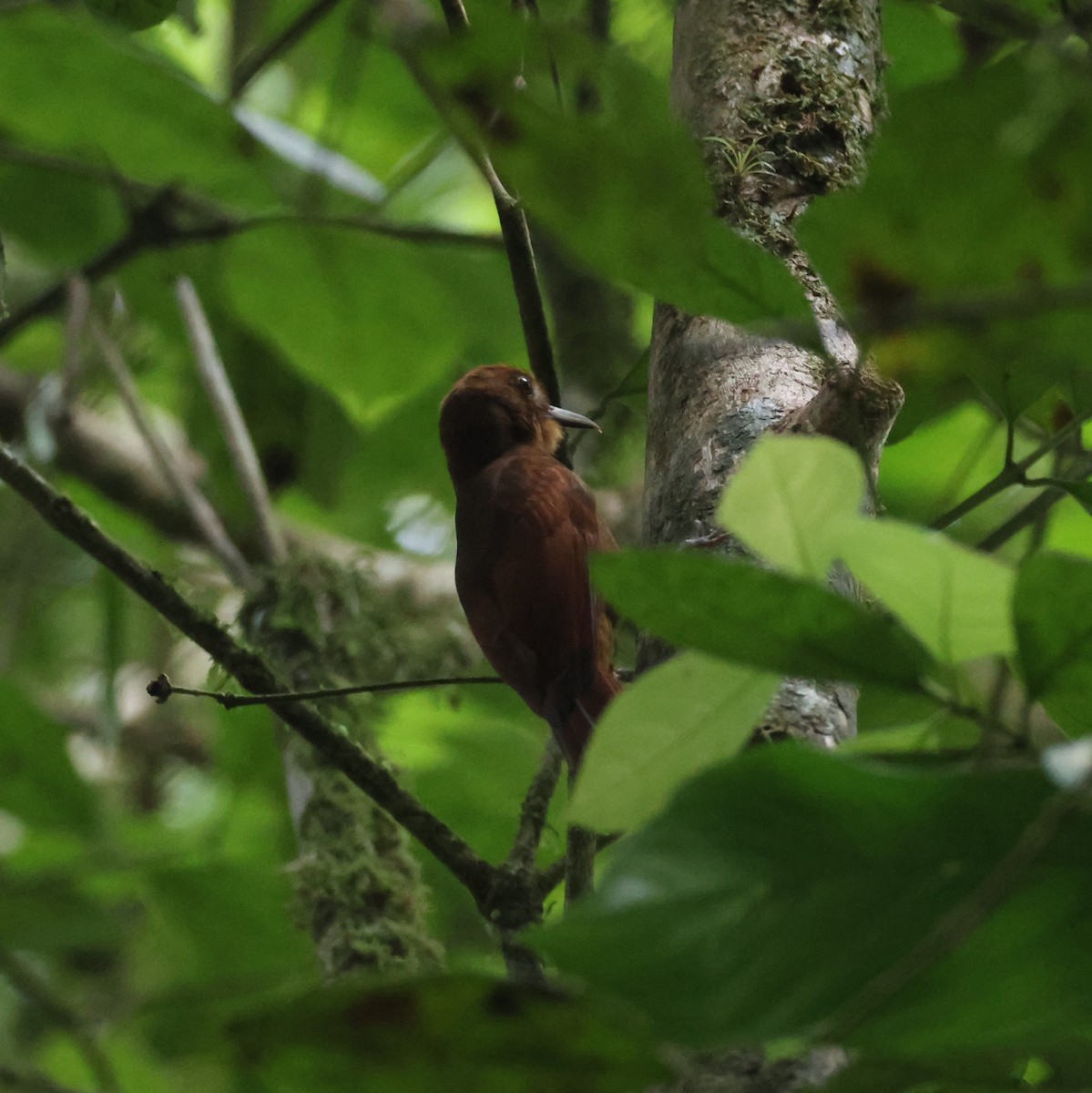 Ruddy Woodcreeper - Jerry OConnor