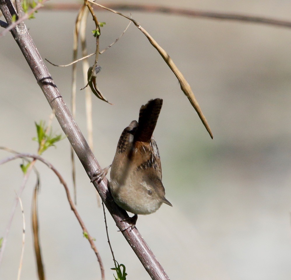 Marsh Wren - ML616919131