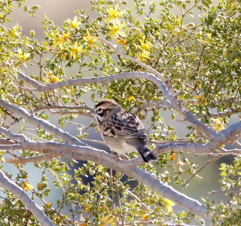 Lark Sparrow - ML616919135