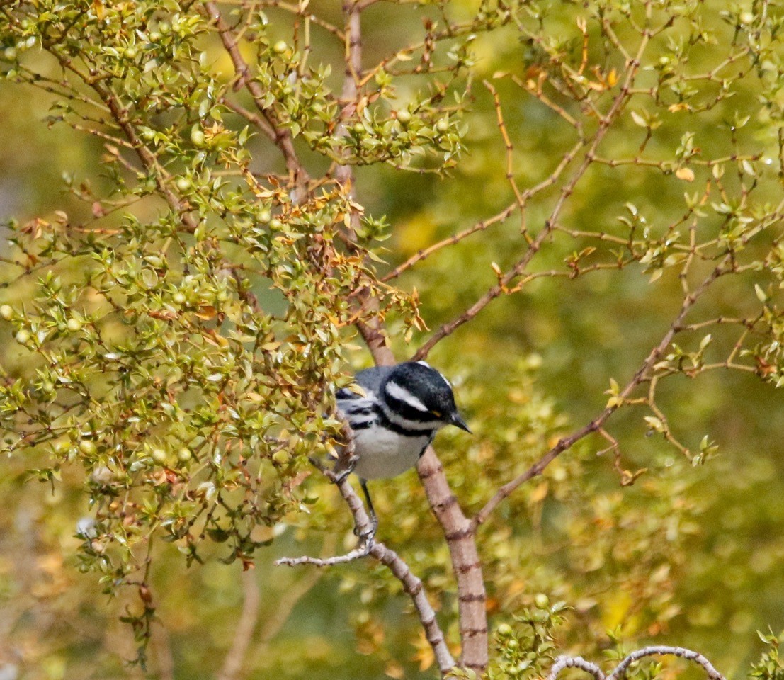 Black-throated Gray Warbler - Russell Kokx