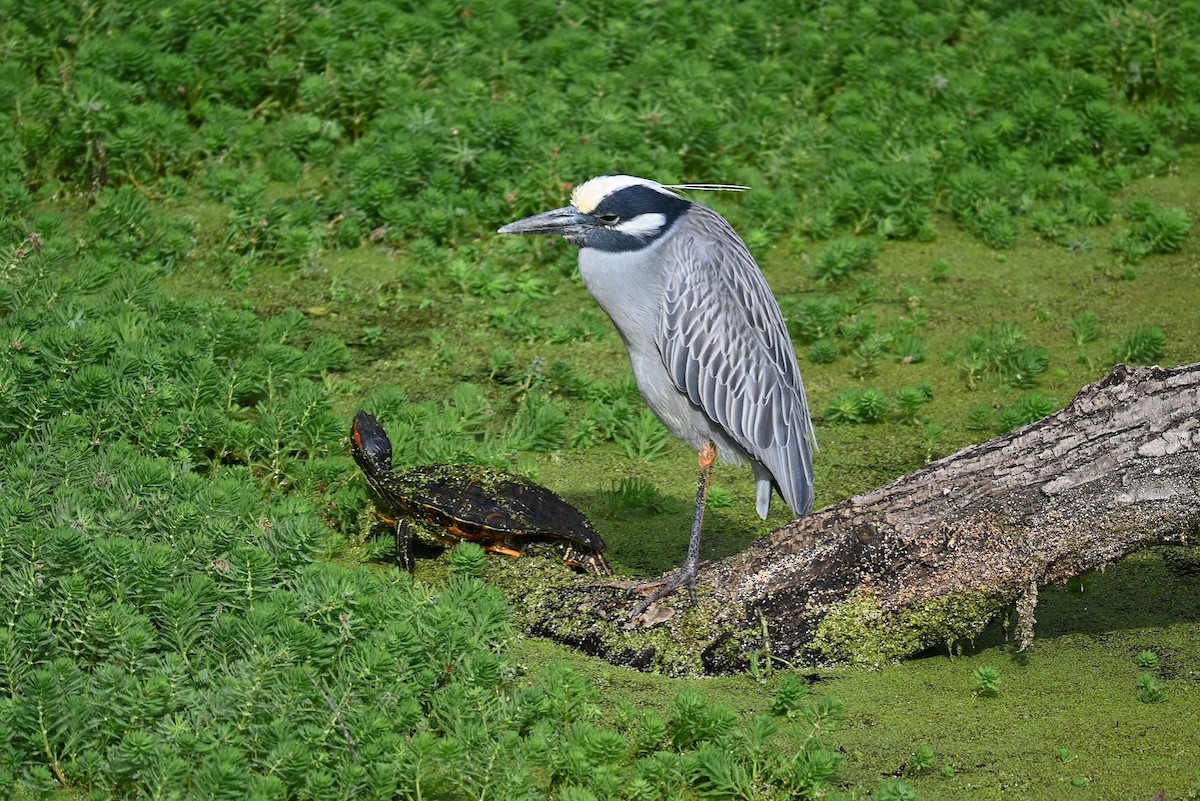 Yellow-crowned Night Heron - Skylar Carson-Reynolds