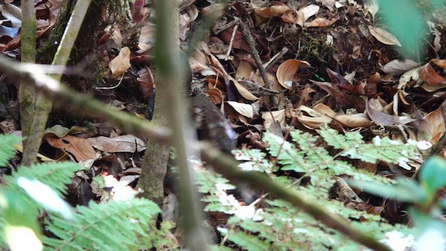 Rufous-throated Partridge - ML616919239