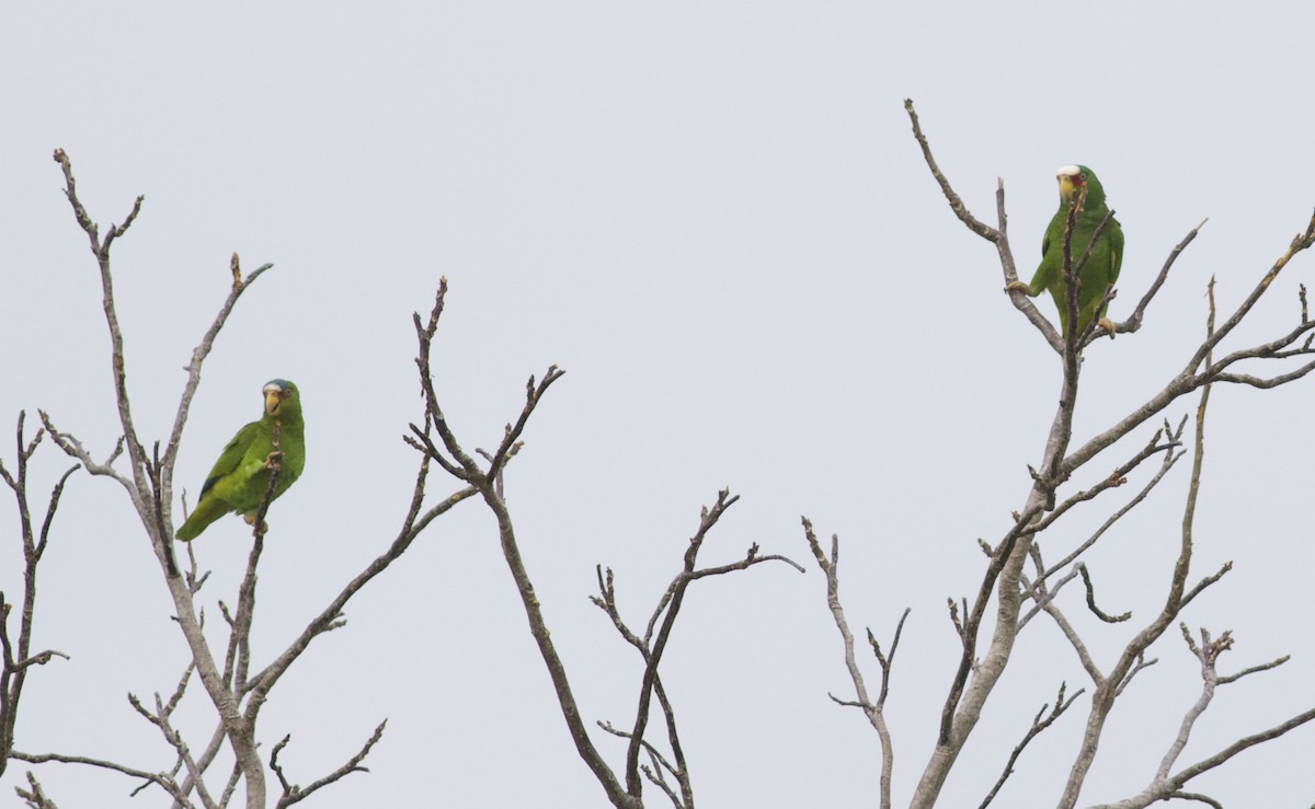 White-fronted Parrot - Iain Fleming