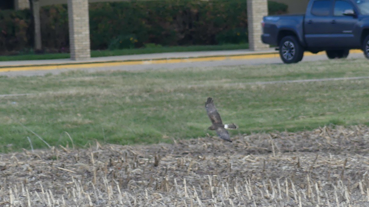 Northern Harrier - ML616919242