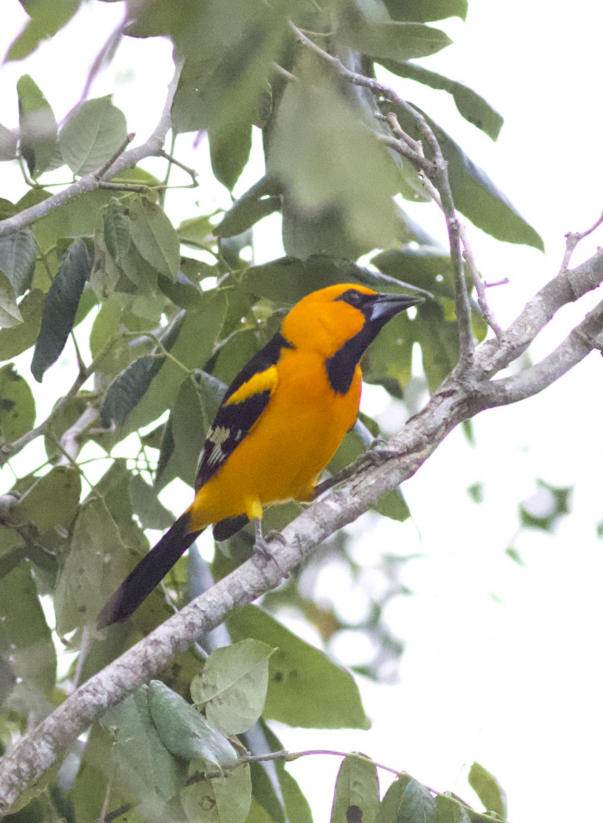 Altamira Oriole - Iain Fleming