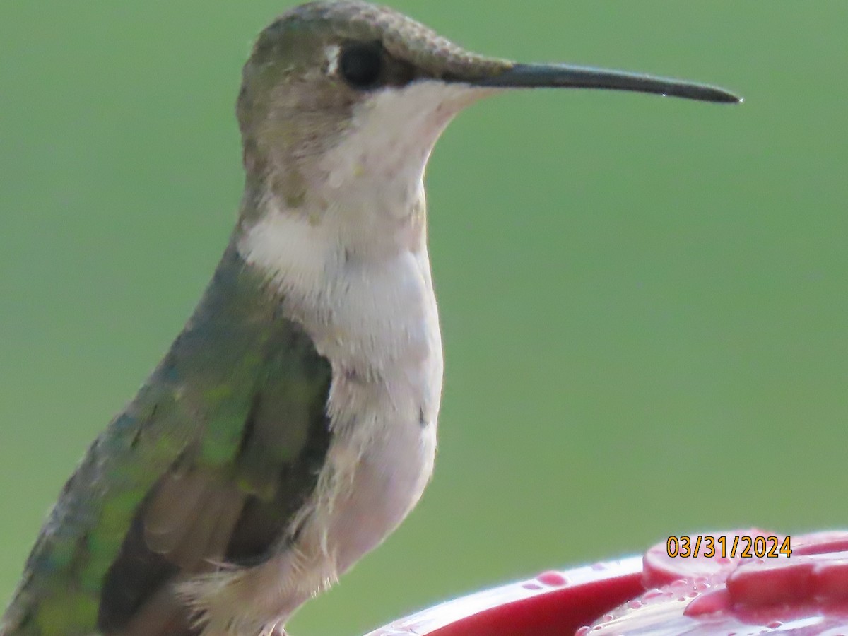 Colibri à gorge rubis - ML616919272