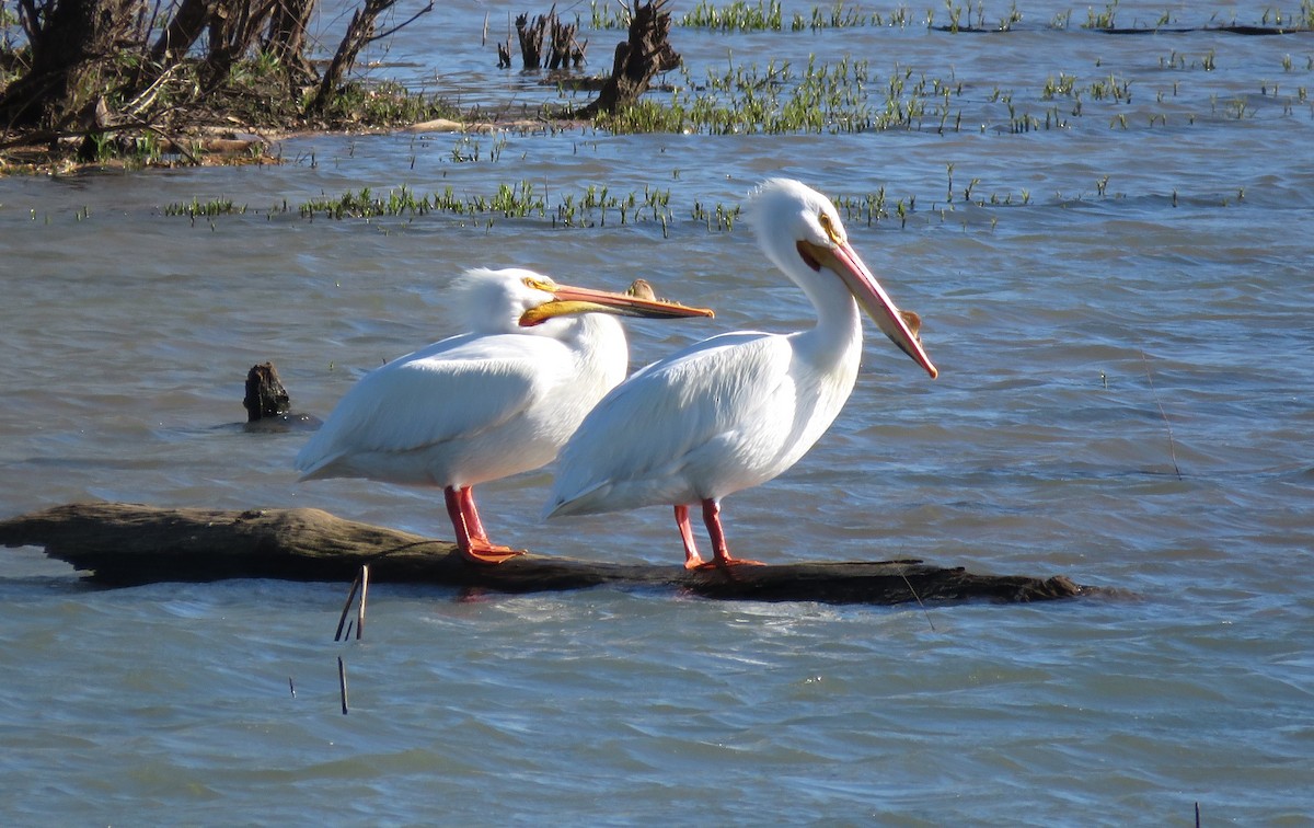 American White Pelican - ML616919288