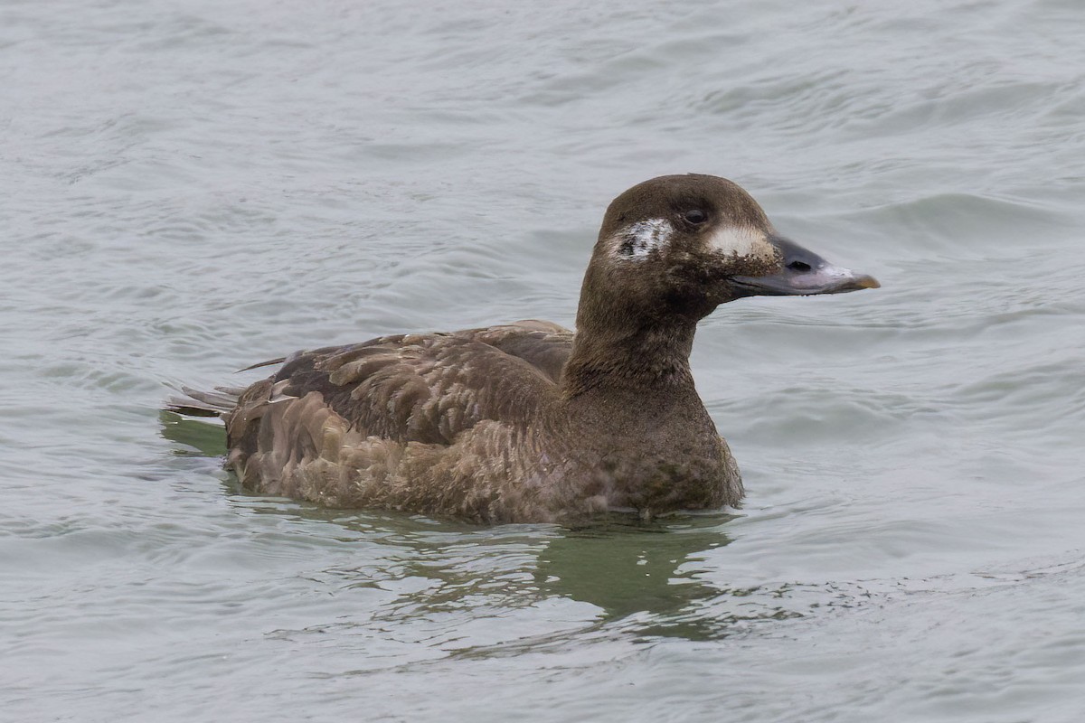 White-winged Scoter - ML616919298